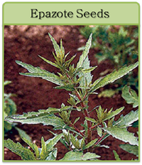 Epazote Seeds
