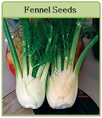 Fennel Seeds