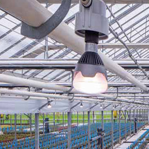 gediflora-mh-s3.jpg gediflora-mh-s3.jpg