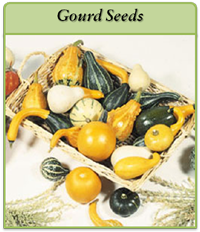 Gourd Seeds gourd-seeds-logo.png