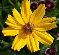 honeybeeoncoreopsis.jpg