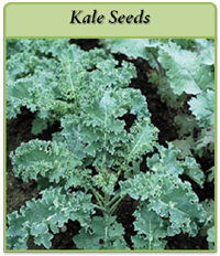 Kale Seeds kale-seeds-logo.png