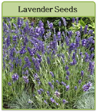Lavender Seeds