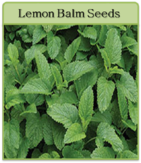 Lemon Balm Seeds