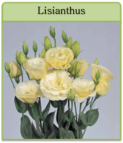 Lisianthus Cut Flower Seeds