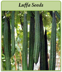 Luffa Seeds luffa-seeds-logo.png