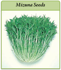 Mizuna Seeds mizuna-seeds-logo.png