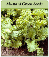 Mustard Green Seeds mustard-green-seeds-logo.png