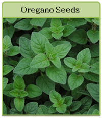 Oregano Seeds