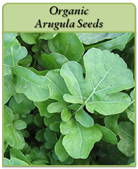 Organic Arugula Seeds Organic Arugula Seeds