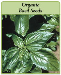 Organic Basil Seeds Organic Basil Seeds