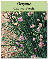 Organic Chives Seeds Organic Chives Seeds