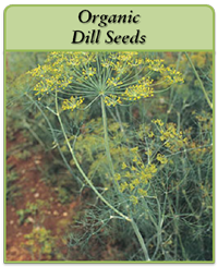 Organic Dill Seeds Organic Dill Seeds