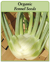 Organic Fennel Seeds Organic Fennel Seeds