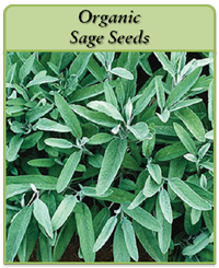 Organic Sage Seeds Organic Sage Seeds