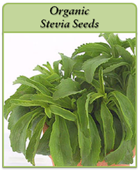 Organic Stevia Seeds Organic Stevia Seeds