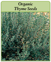 Organic Thyme Seeds Organic Thyme Seeds