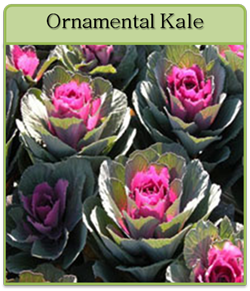 Ornamental Kale Cut Flower Seeds