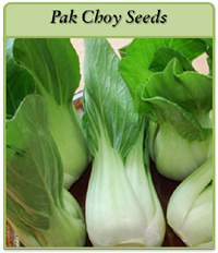 Pak Choy Seeds pak-choy-seeds-logo.png