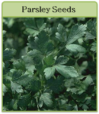 Parsley Seeds