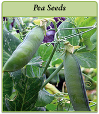 Pea Seeds pea-seeds-logo.png