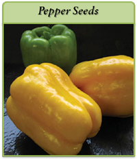 Pepper Seeds pepper-seeds-logo.png