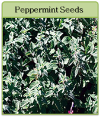 Peppermint Seeds