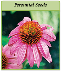 perennial-seeds-logo.png perennial-seeds-logo.png