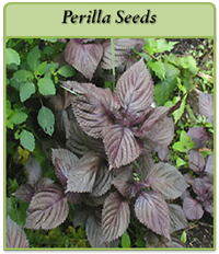 Perilla Seeds perilla-seeds-logo.png