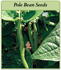 Pole Bean Seeds pole-bean-seeds-logo.png