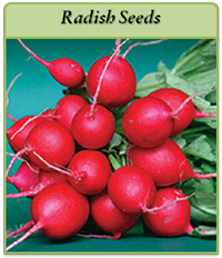 Radish Seeds radish-seeds-logo.png