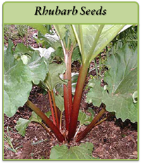 Rhubarb Seeds rhubarb-seeds-logo.png