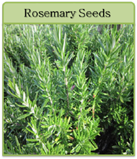 Rosemary Seeds