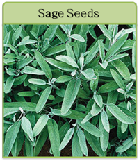 Sage Seeds