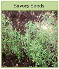 Savory Seeds