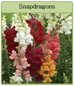 Snapdragons Cut Flower Seeds