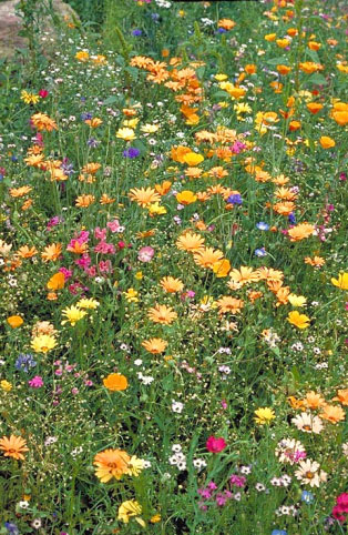 Wildflower Seeds Wildflower Seeds