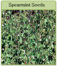Spearmint Seeds