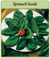 Spinach Seeds spinach-seeds-logo.png
