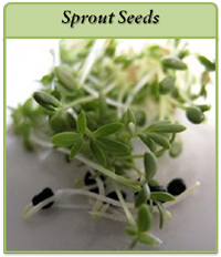 Sprout Seeds sprout-seeds-logo-2.png
