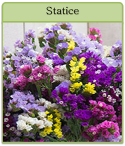 Statice Cut Flower Seeds