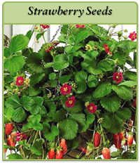 Strawberry Seeds strawberry-seeds-logo.png