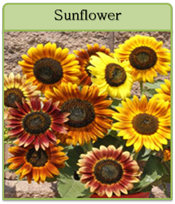 Sunflower Cut Flower Seeds