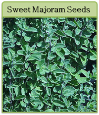 Sweet Majoram Seeds