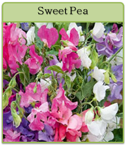 Sweet Pea Cut Flower Seeds