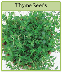 Thyme Seeds