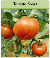 Tomato Seeds tomato-seeds-logo.png