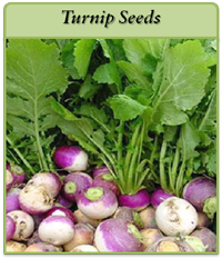 Turnip Seeds turnip-seeds-logo.png