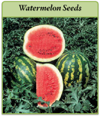Watermelon Seeds watermelon-seeds-logo.png