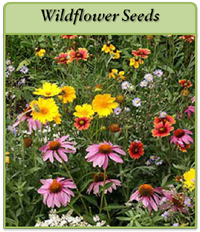 Wildflower Seeds wildflower-seeds-logo.png